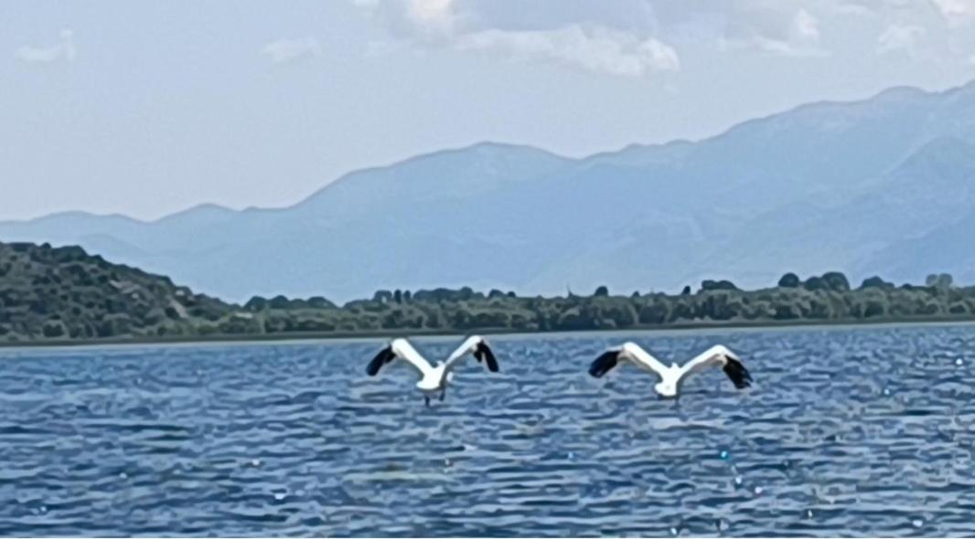 Holiday Home Haustor With Skadar Lake View Подгорица Екстериор снимка