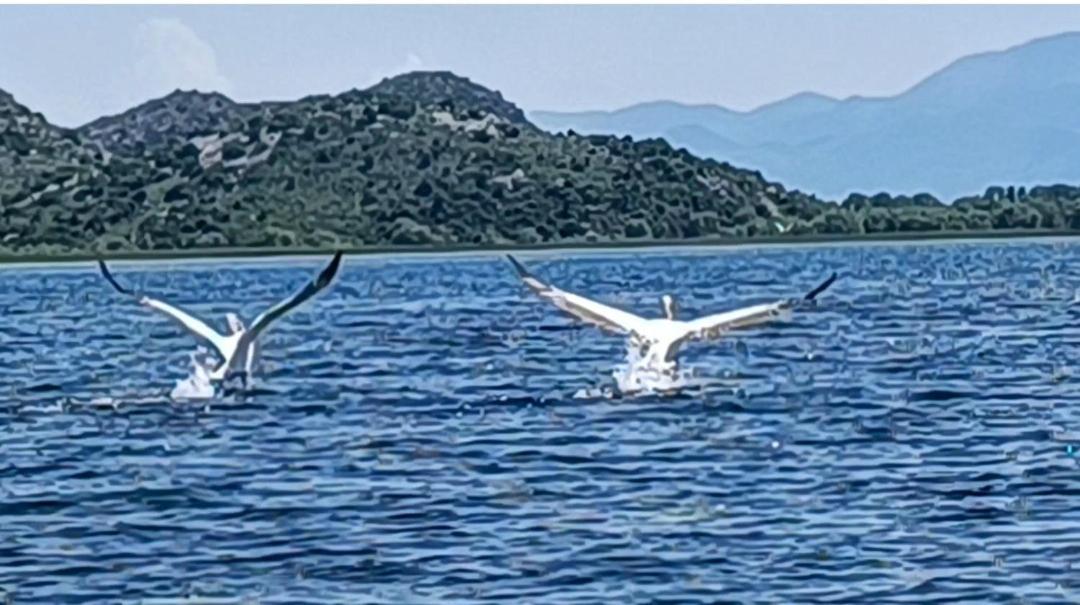 Holiday Home Haustor With Skadar Lake View Подгорица Екстериор снимка