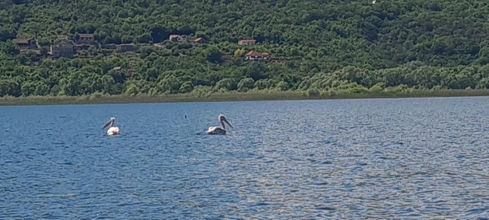 Holiday Home Haustor With Skadar Lake View Подгорица Екстериор снимка